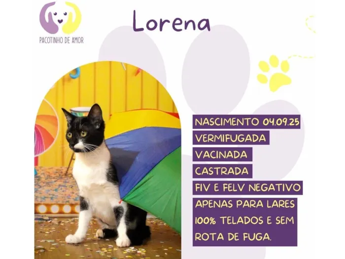 Gato raça SRD-ViraLata idade 2 a 6 meses nome Lorena 