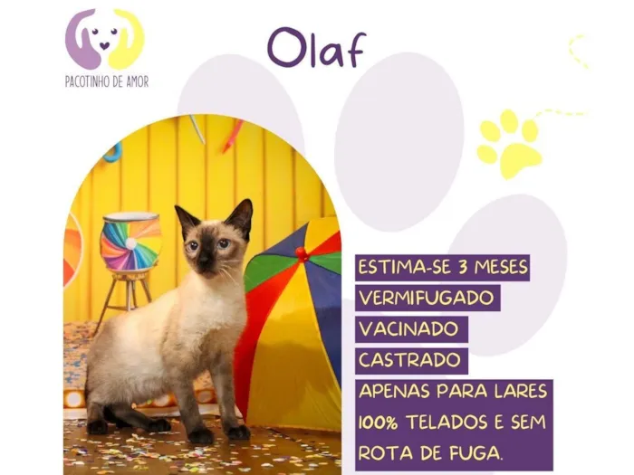 Gato raça SRD-ViraLata idade 2 a 6 meses nome Olaf