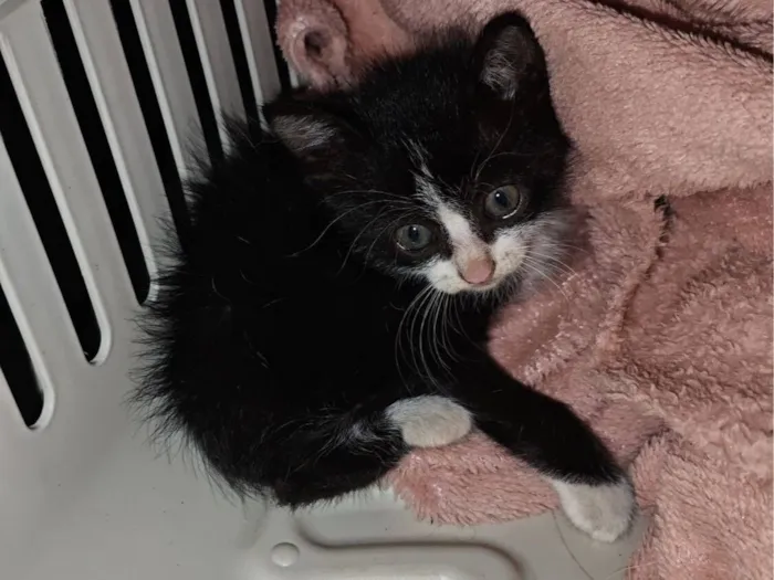 Gato raça SRD-ViraLata idade Abaixo de 2 meses nome Gatinho