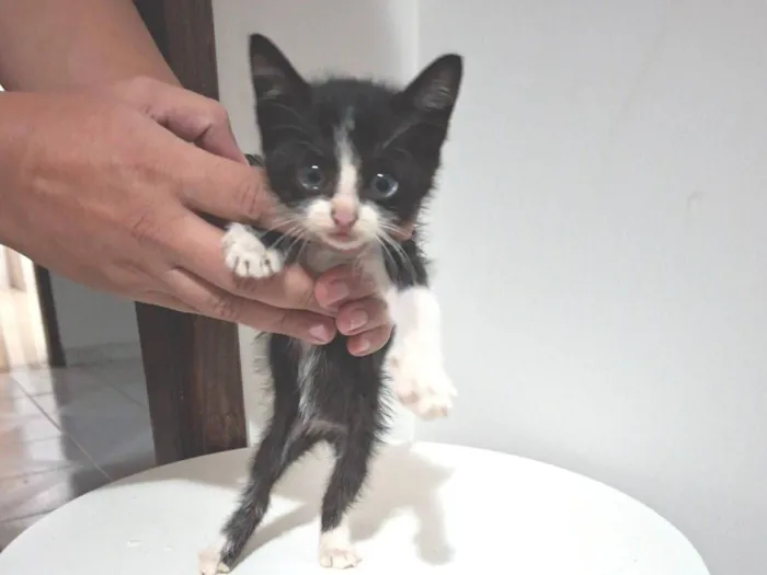 Gato raça SRD-ViraLata idade Abaixo de 2 meses nome Gatinho