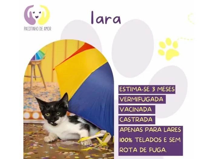 Cachorro raça SRD-ViraLata idade 2 a 6 meses nome Lara
