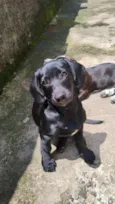 Cachorro raça SRD-ViraLata idade 3 anos nome Gaia