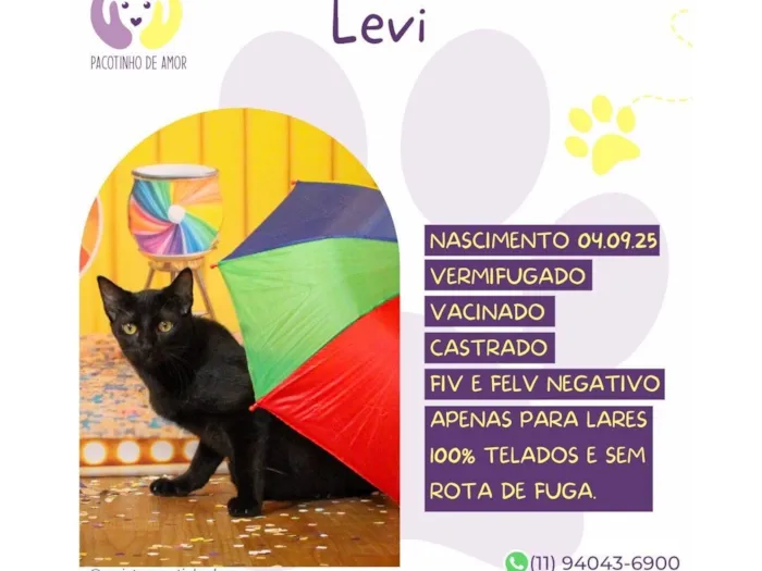 Gato raça SRD-ViraLata idade 2 a 6 meses nome Levi