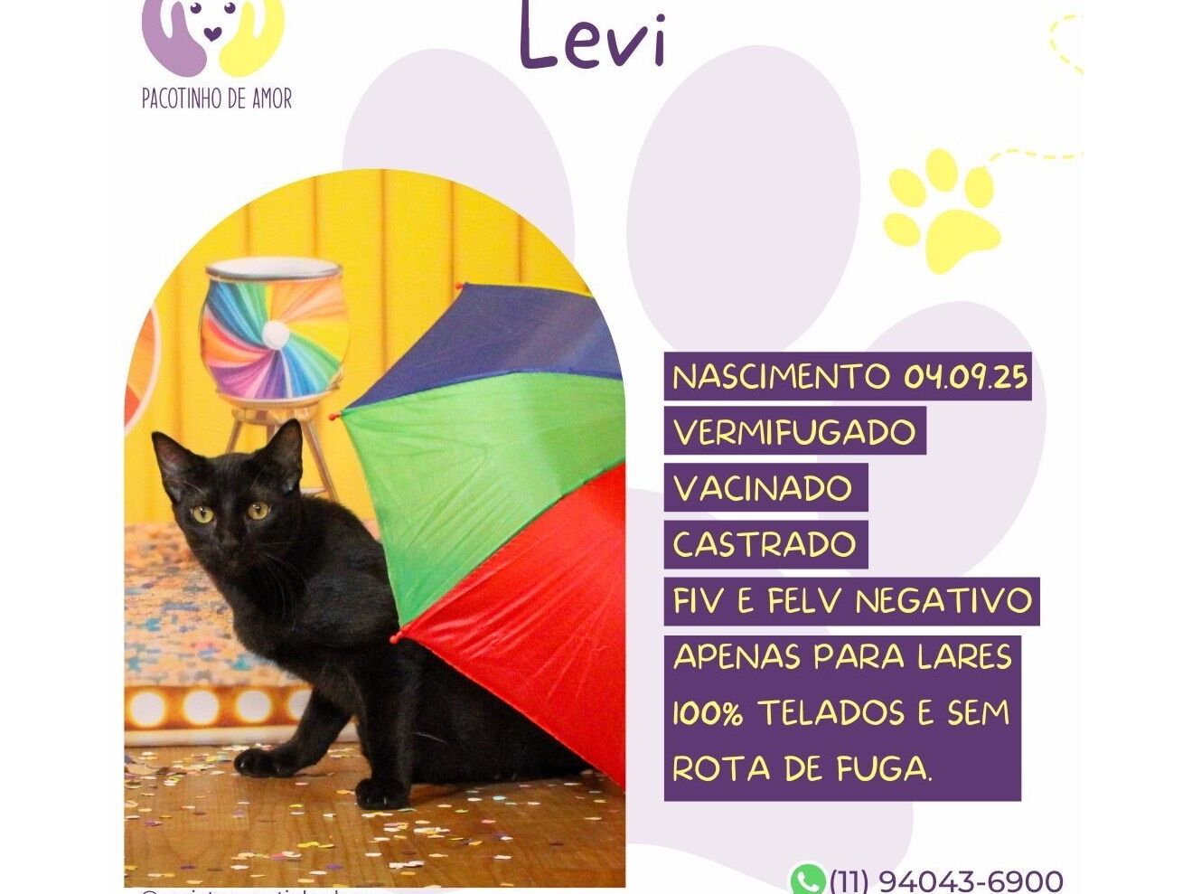 Gato raça SRD-ViraLata idade 2 a 6 meses nome Levi