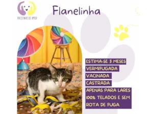 Cachorro raça SRD-ViraLata idade 2 a 6 meses nome Flanelinha 