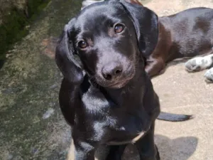 Cachorro raça SRD-ViraLata idade 3 anos nome Gaia