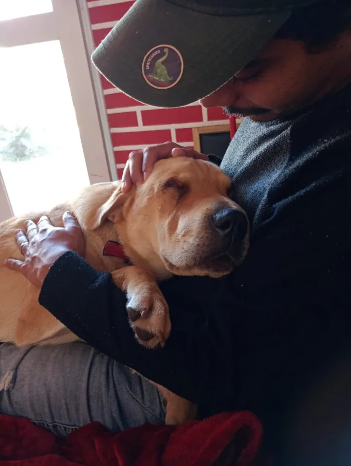 Cachorro raça Shar Pei idade 1 ano nome Nina