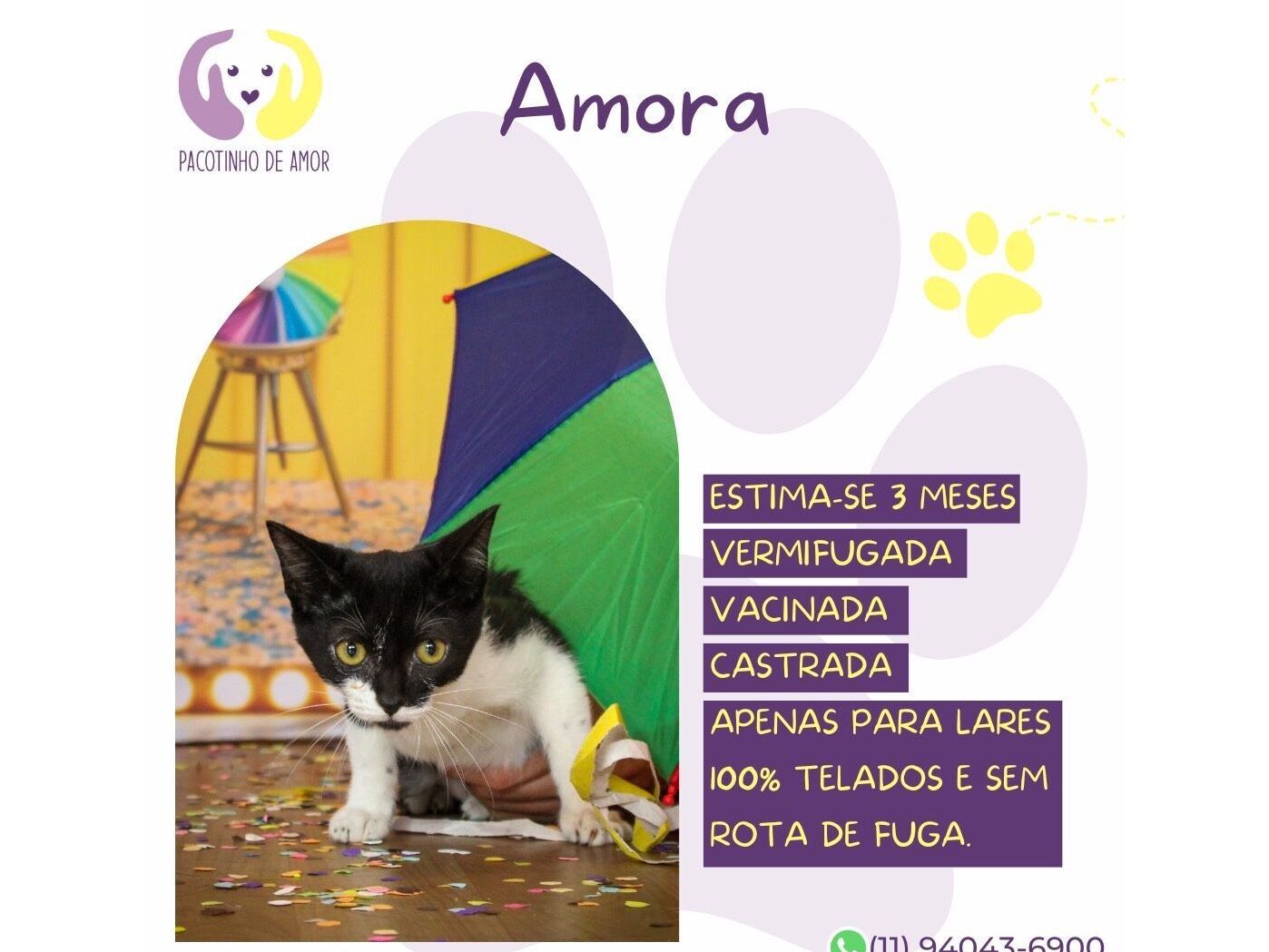 Gato raça SRD-ViraLata idade 2 a 6 meses nome Amora 