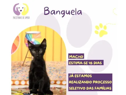 Gato raça SRD-ViraLata idade 2 a 6 meses nome Banguela