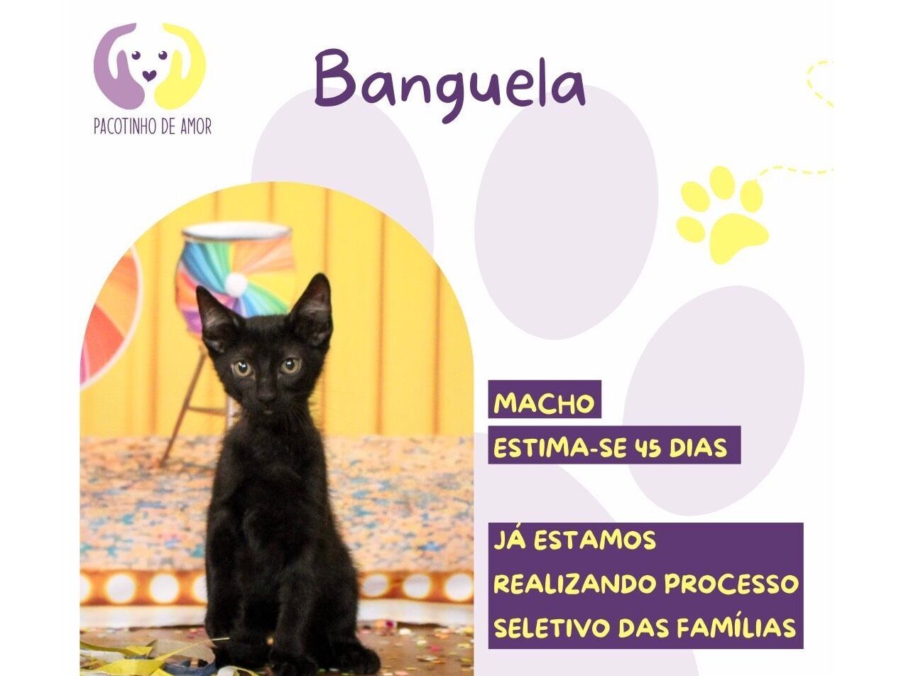 Gato raça SRD-ViraLata idade 2 a 6 meses nome Banguela