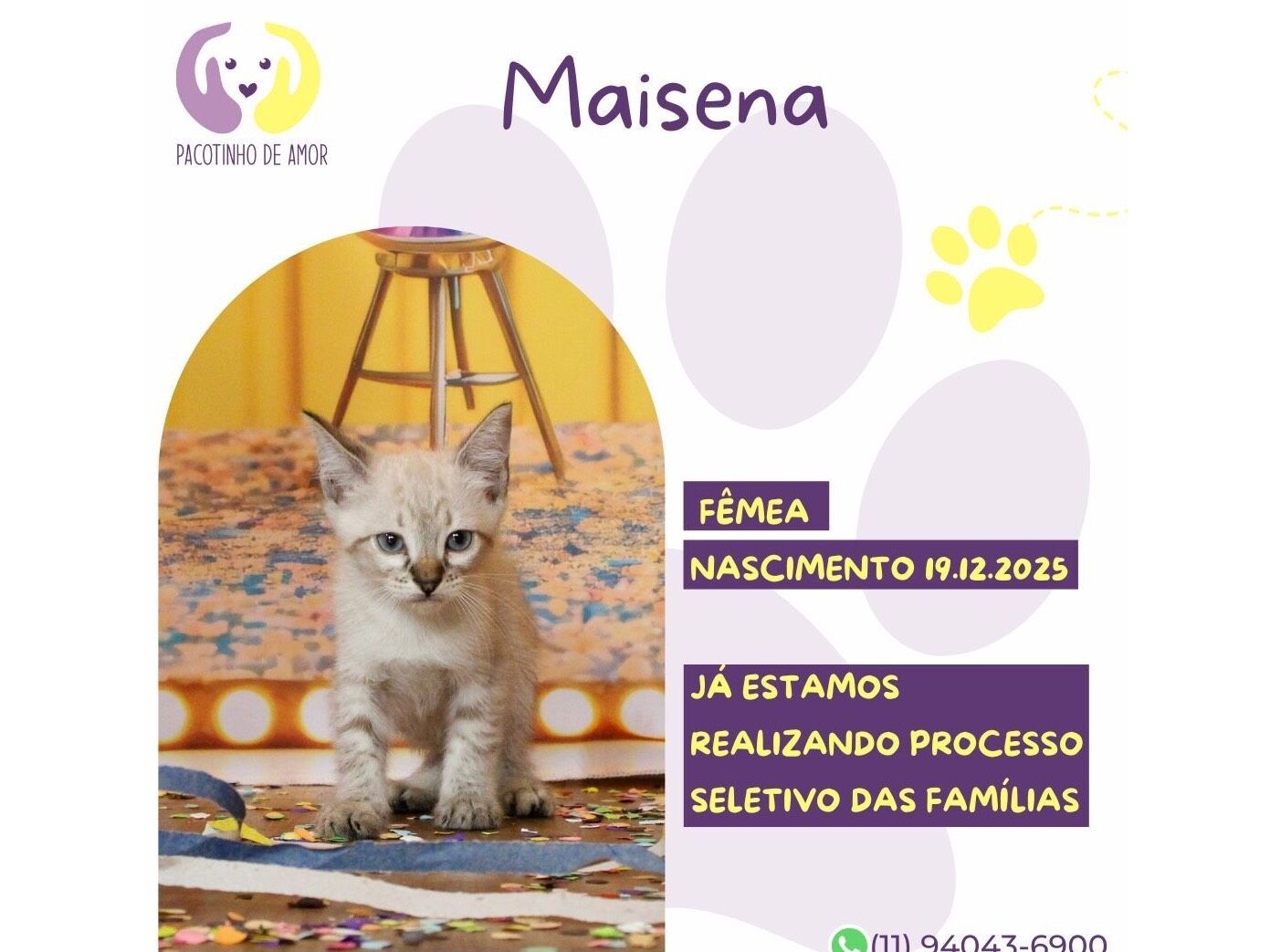 Gato raça SRD-ViraLata idade 2 a 6 meses nome Maisena 