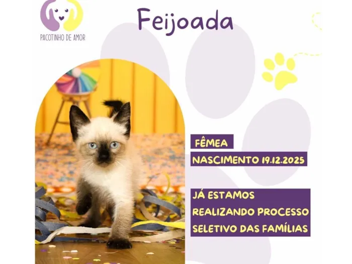 Gato raça SRD-ViraLata idade 2 a 6 meses nome Feijoada