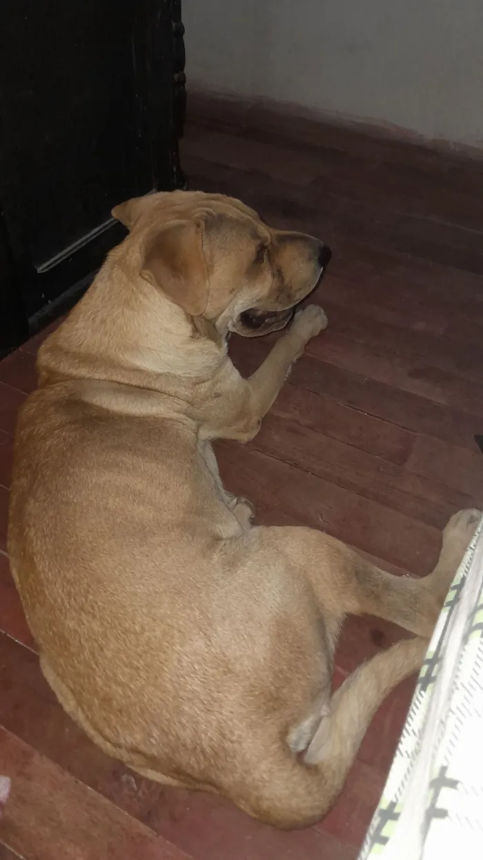 Cachorro raça Shar Pei idade 1 ano nome Nina