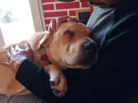 Cachorro raça Shar Pei idade 1 ano nome Nina