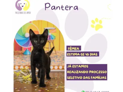 Gato raça SRD-ViraLata idade Abaixo de 2 meses nome Pantera 