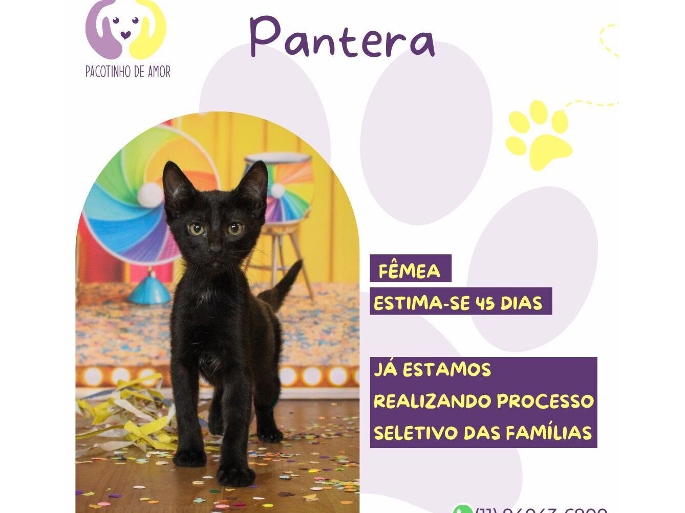 Gato raça SRD-ViraLata idade Abaixo de 2 meses nome Pantera 