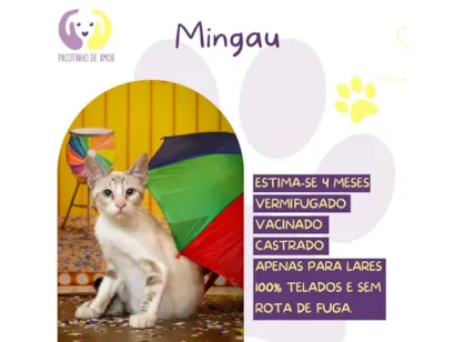 Gato raça SRD-ViraLata idade 2 a 6 meses nome Mingau 