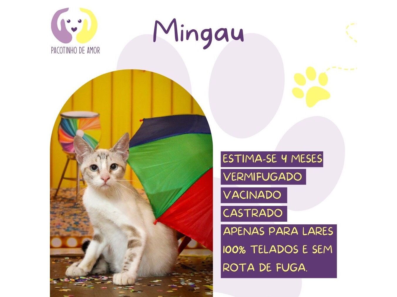 Gato raça SRD-ViraLata idade 2 a 6 meses nome Mingau 