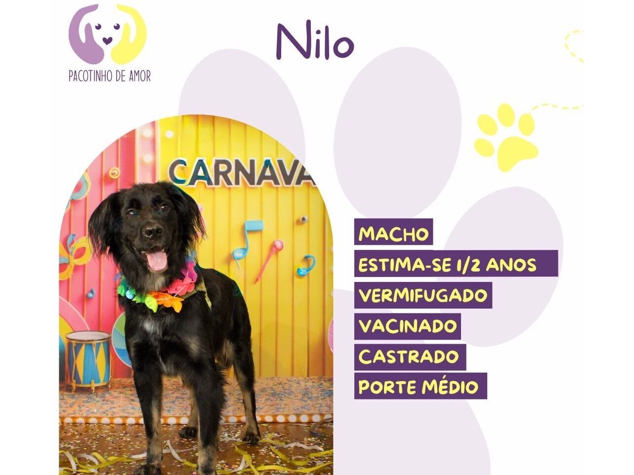 Cachorro raça SRD-ViraLata idade 2 anos nome Nilo