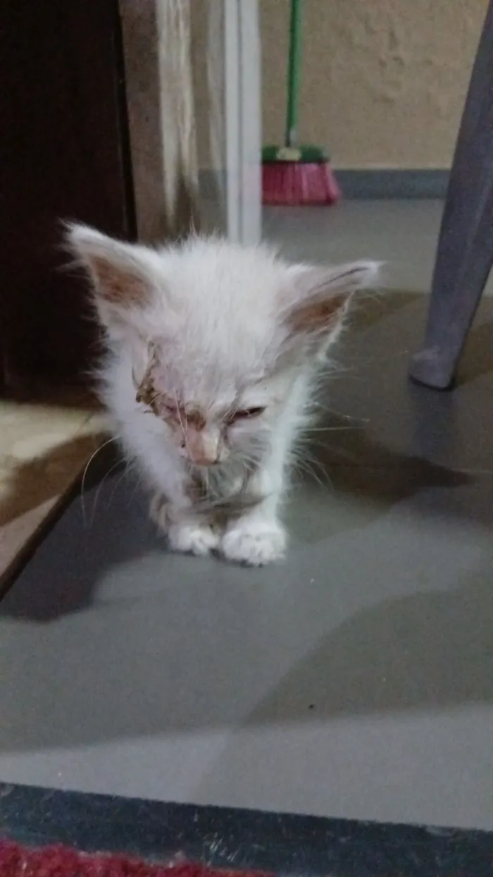 Gato raça SRD-ViraLata idade Abaixo de 2 meses nome Miúdo