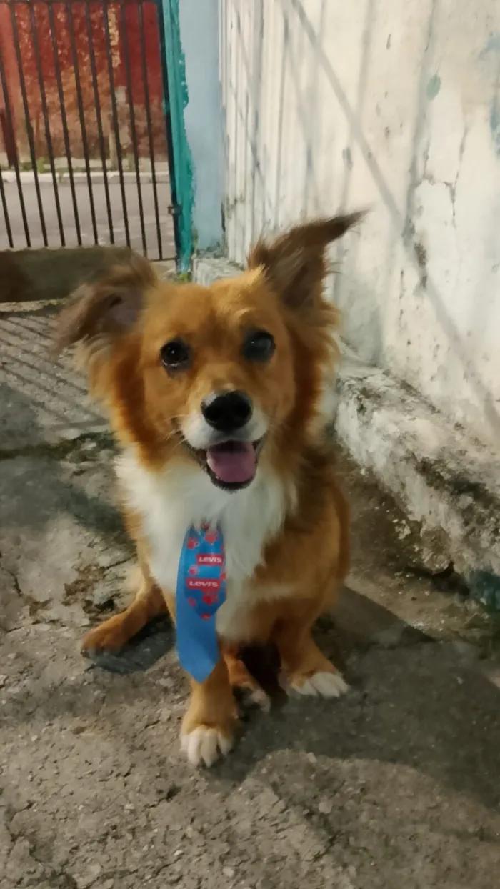 Cachorro raça SRD-ViraLata idade 5 anos nome Antônio 