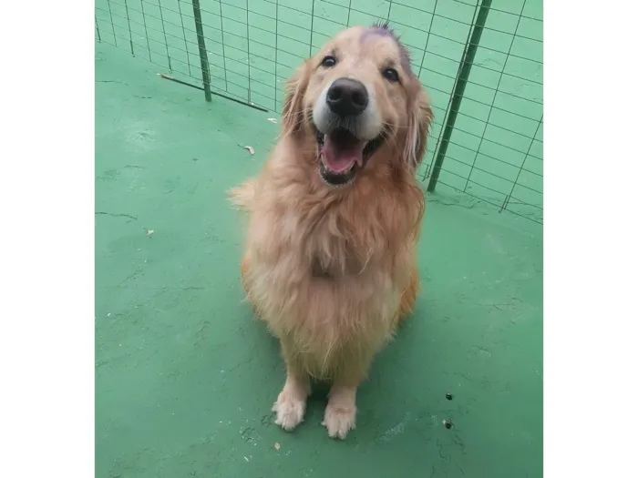 Cachorro raça SRD-ViraLata idade 4 anos nome João pedro 