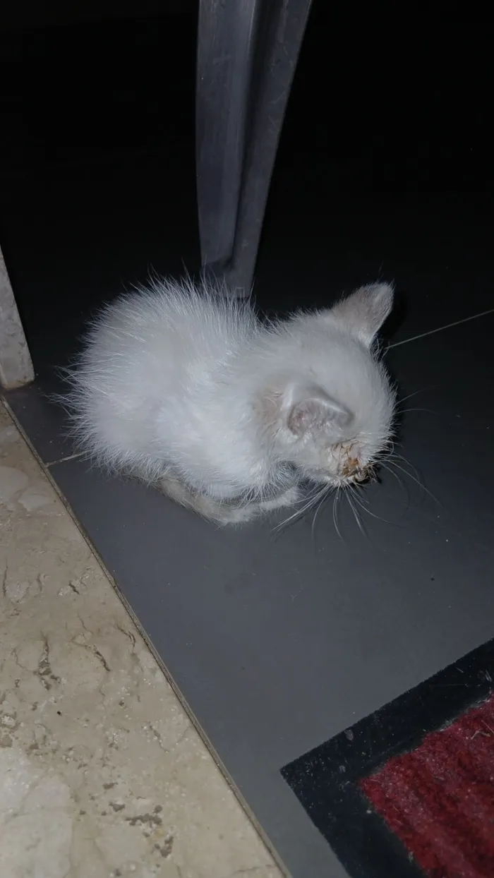 Gato raça SRD-ViraLata idade Abaixo de 2 meses nome Miúdo