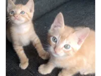 Gato raça SRD-ViraLata idade Abaixo de 2 meses nome Henrique e Juliano 