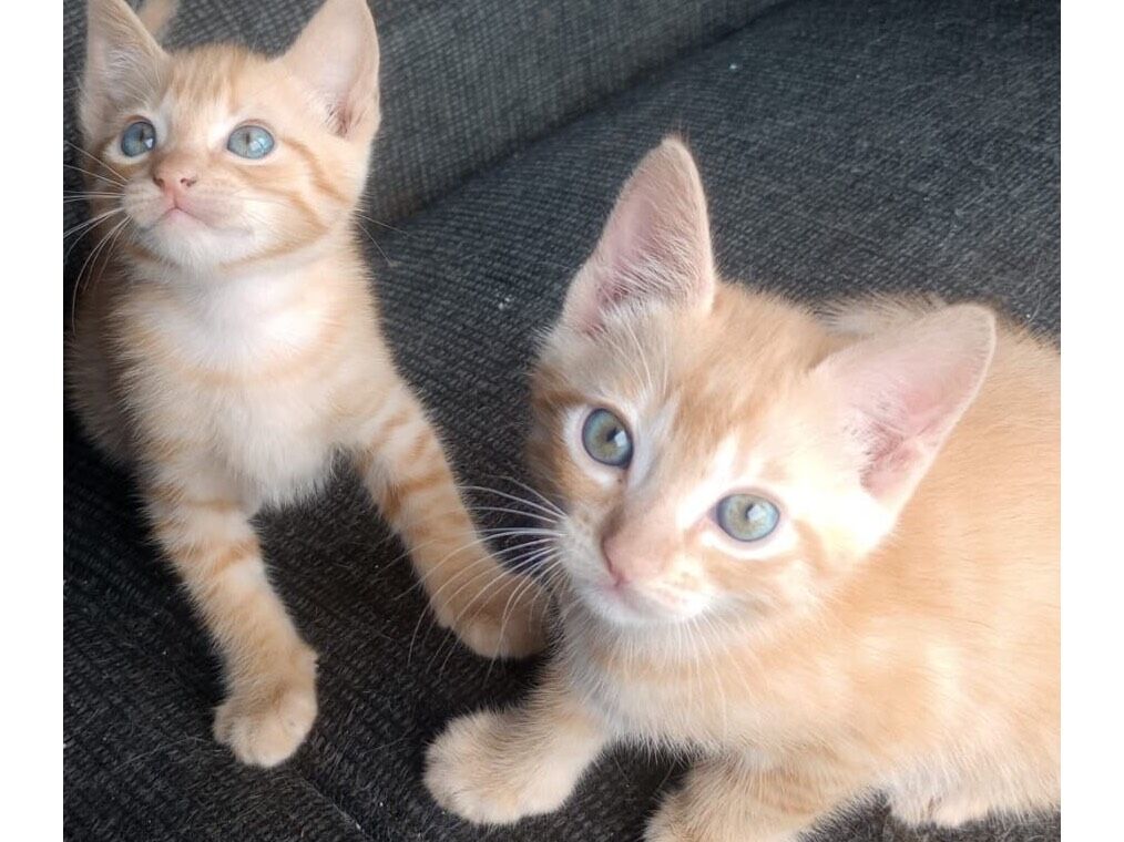 Gato raça SRD-ViraLata idade Abaixo de 2 meses nome Henrique e Juliano 