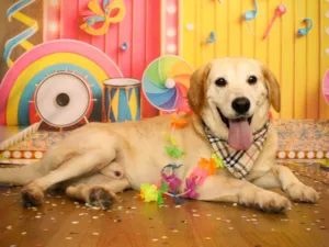 Cachorro raça SRD-ViraLata idade 6 ou mais anos nome Joca 