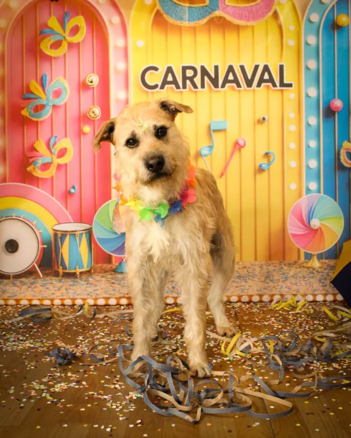 Cachorro raça SRD-ViraLata idade 3 anos nome Valentim