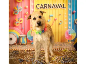 Cachorro raça SRD-ViraLata idade 3 anos nome Valentim