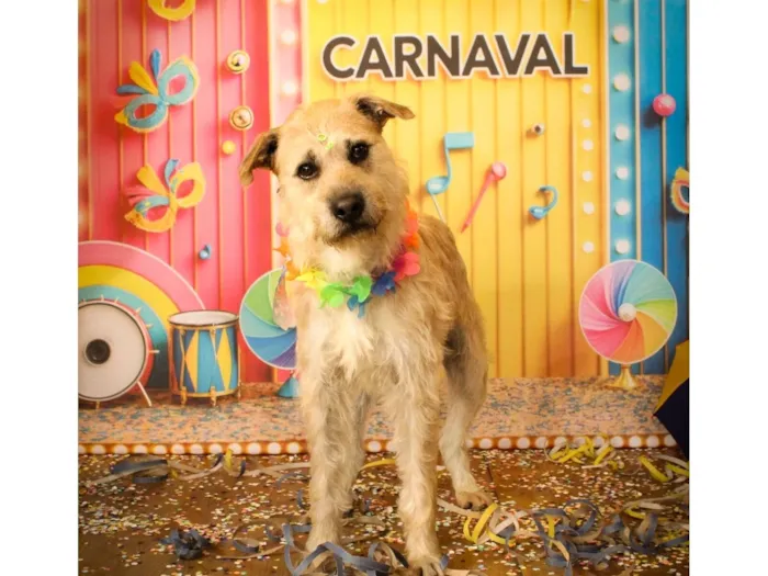 Cachorro raça SRD-ViraLata idade 3 anos nome Valentim