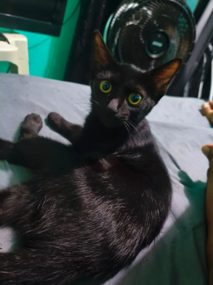 Gato raça SRD-ViraLata idade 2 a 6 meses nome Sem nome