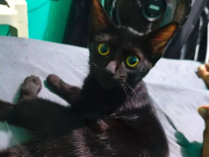 Gato raça SRD-ViraLata idade 2 a 6 meses nome Sem nome