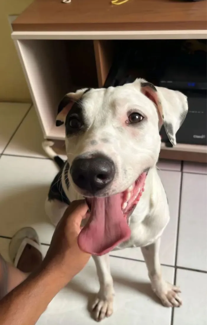 Cachorro raça SRD-ViraLata idade 7 a 11 meses nome Astro