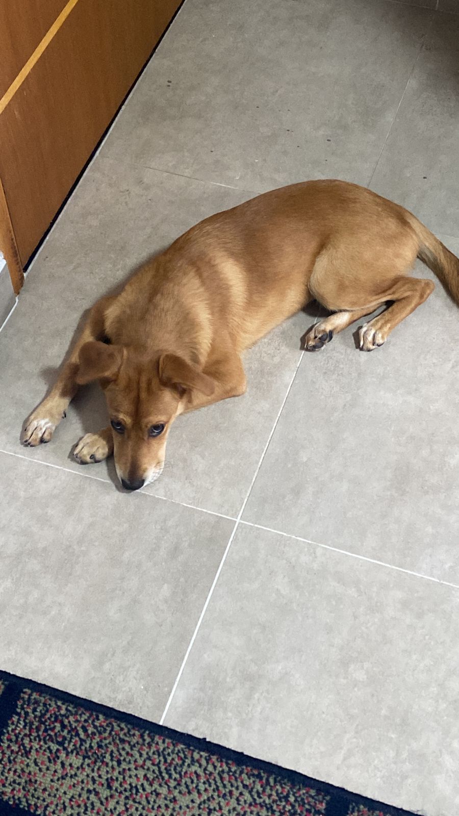 Cachorro raça SRD-ViraLata idade 2 a 6 meses nome Rihanna