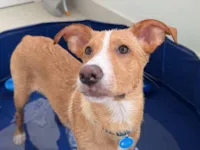 Cachorro raça SRD-ViraLata idade 7 a 11 meses nome Ozzy