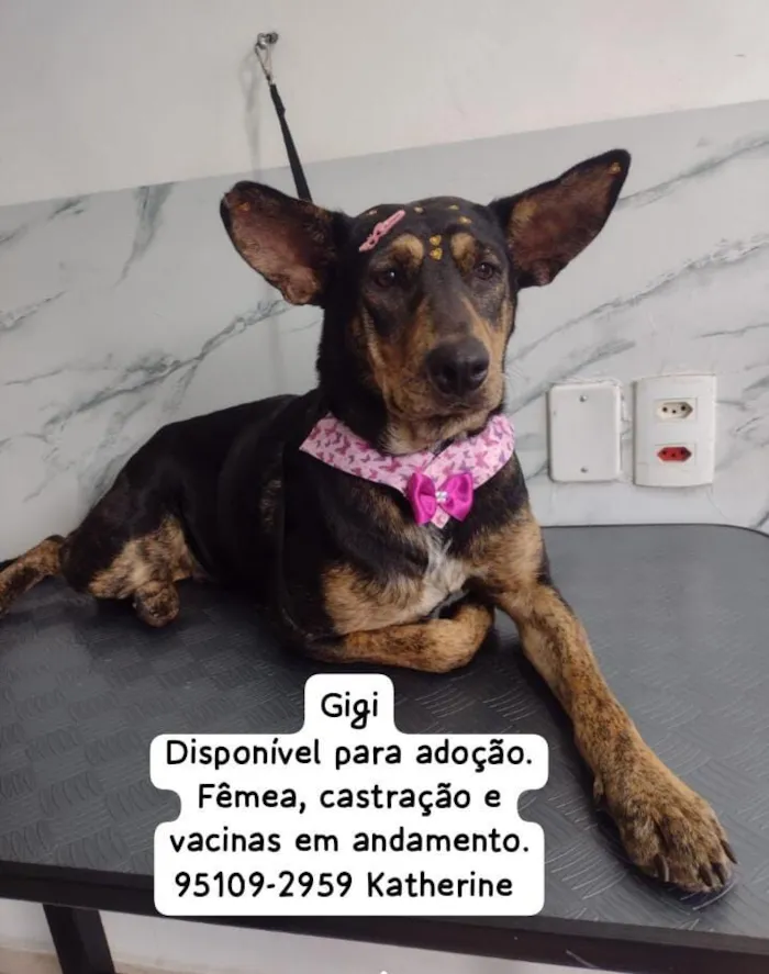 Cachorro raça SRD-ViraLata idade 2 anos nome Gigi