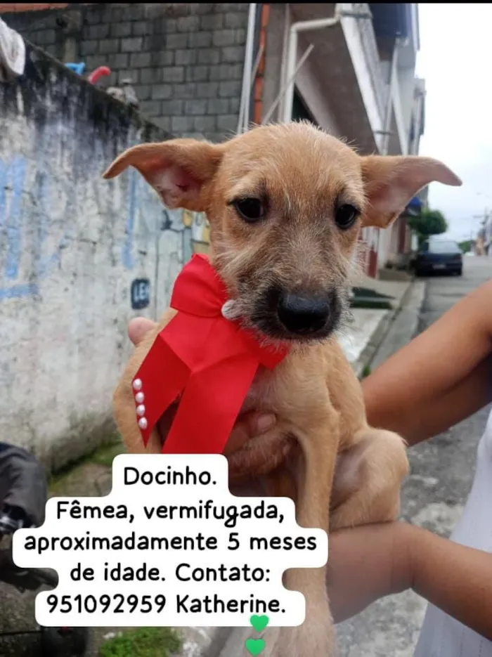 Cachorro raça SRD-ViraLata idade 2 a 6 meses nome Docinho