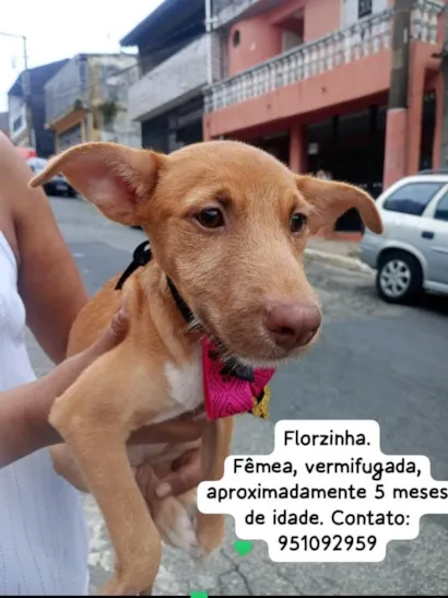 Cachorro raça SRD-ViraLata idade 2 a 6 meses nome Florzinha