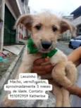 Cachorro raça SRD-ViraLata idade 2 a 6 meses nome Leozinho