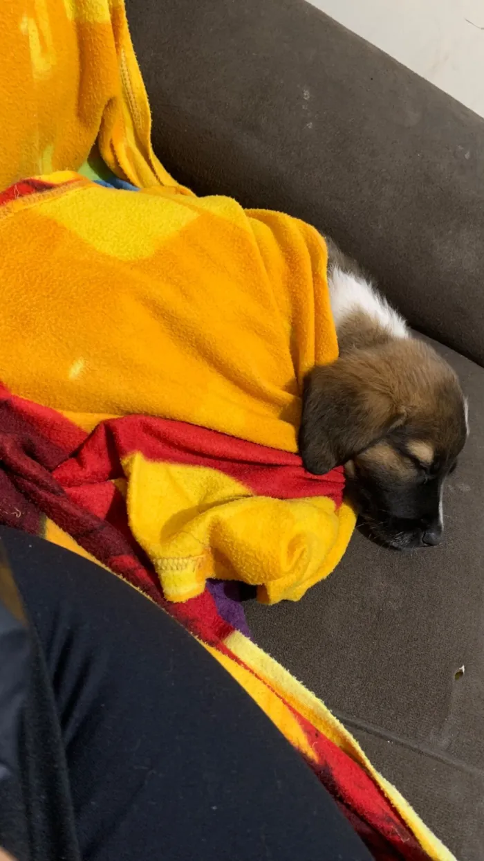 Cachorro raça SRD-ViraLata idade 2 a 6 meses nome Amora 