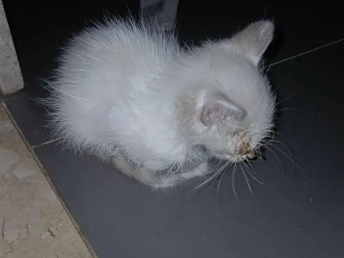 Gato raça SRD-ViraLata idade Abaixo de 2 meses nome Miúdo