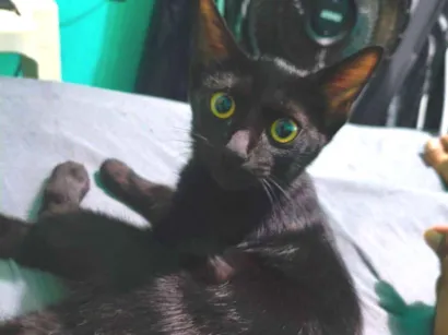 Gato raça SRD-ViraLata idade 2 a 6 meses nome Sem nome