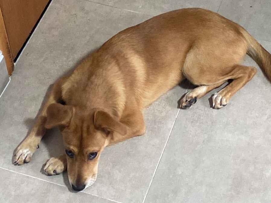 Cachorro raça SRD-ViraLata idade 2 a 6 meses nome Rihanna