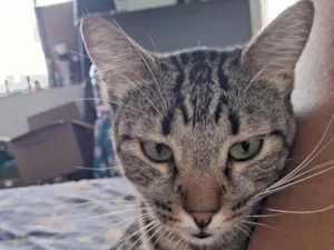 Gato raça SRD-ViraLata idade 1 ano nome Nino