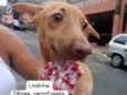Cachorro raça SRD-ViraLata idade 2 a 6 meses nome Lindinha