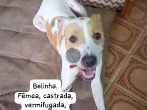 Cachorro raça SRD-ViraLata idade 7 a 11 meses nome Belinha