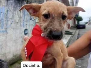 Docinho